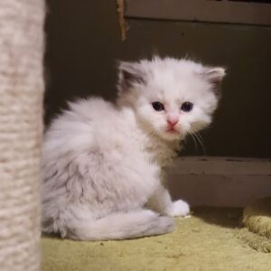 Consider the charming and unique Napoleon kittens, a breed that combines the adorable features of both the Munchkin and Persian cats