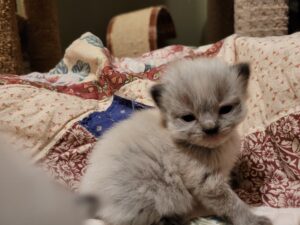 Looking for a playful and sweet new friend? Meet Sammy, the 11-week-old male Napoleon Munchkin Kitten! Potty trained and ready for a forever home.