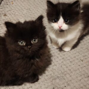 Male and Female Napoleon Cats for sale in usa.