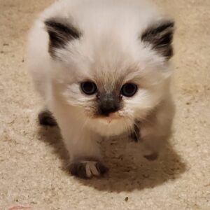 Buy Audi Female Munchkin Minuet Kittens for sale online.